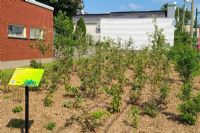 Une première microforêt voit le jour au centre-ville de Magog